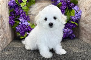 Gwenny - Maltese for sale