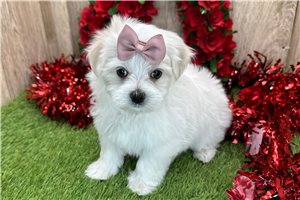 Tracey - Maltese for sale