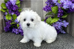 Nyla - puppy for sale