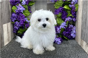 Hunk - Maltese for sale