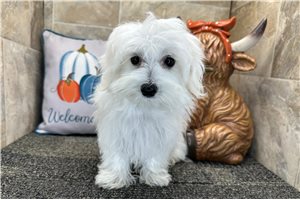 Grady - Maltese for sale
