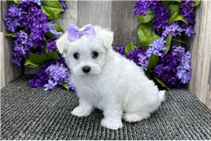 Mocca - puppy for sale