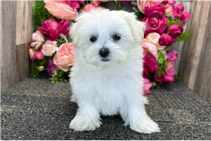 Natasha - Maltese for sale