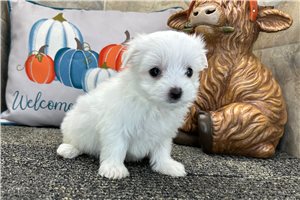 Leslie - puppy for sale