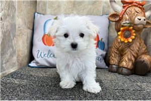 Leila - Maltese for sale