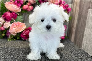 Neil - Maltese for sale