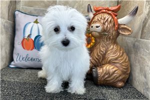 Mopsy - Maltese for sale