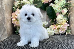 Mopsy - Maltese for sale