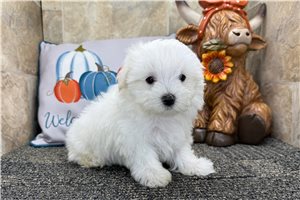 Leni - Maltese for sale