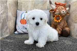 Leonardo - Maltese for sale