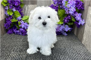 Mopsy - Maltese for sale