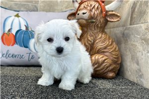 Leonardo - puppy for sale