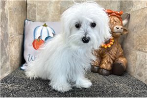 Grady - Maltese for sale