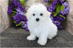 Hunk - puppy for sale