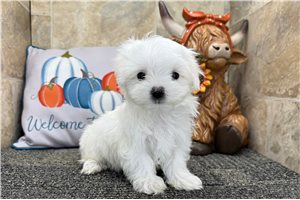 Leroy - Maltese for sale