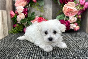 Gizmo - puppy for sale