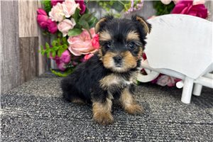 Reese - puppy for sale
