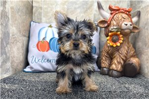 Gregory - Yorkie for sale