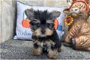 Doug - Yorkie for sale