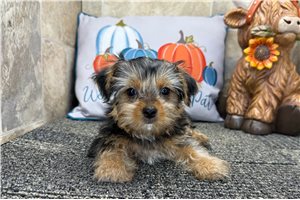 Konstantine - Yorkie for sale