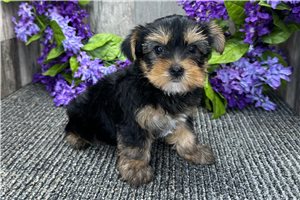 Orchid - puppy for sale