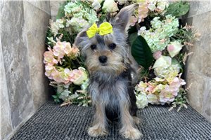Rue - Yorkshire Terrier - Yorkie for sale