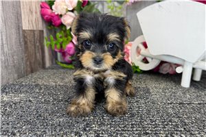 Rue - Yorkshire Terrier - Yorkie for sale