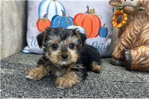 Konstantine - Yorkie for sale