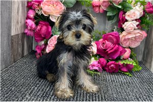 Rue - Yorkshire Terrier - Yorkie for sale