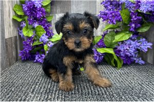 Octavia - puppy for sale