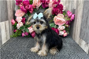 Rue - Yorkshire Terrier - Yorkie for sale