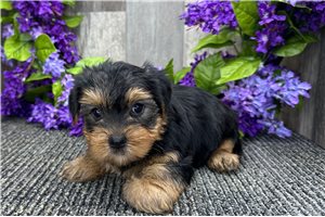 Oscar - Yorkshire Terrier - Yorkie for sale
