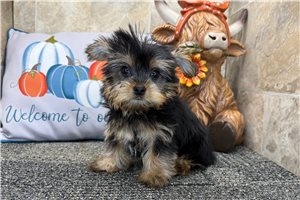 Doug - Yorkie for sale
