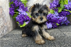 Rue - Yorkshire Terrier - Yorkie for sale