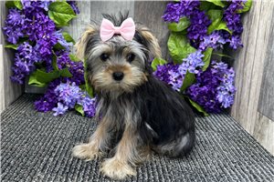 Rue - Yorkshire Terrier - Yorkie for sale