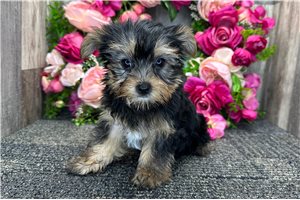 Orchid - Yorkie for sale