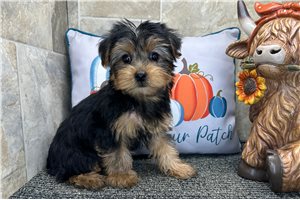 Octavia - Yorkie for sale