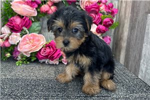 Octavia - Yorkie for sale
