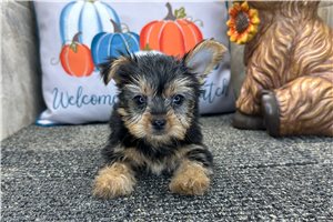 Gregory - puppy for sale