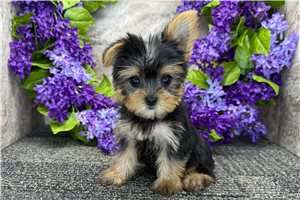 Reese - Yorkshire Terrier - Yorkie for sale