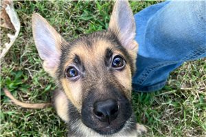 Andrew - German Shepherd for sale