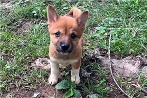 Scarlett - puppy for sale