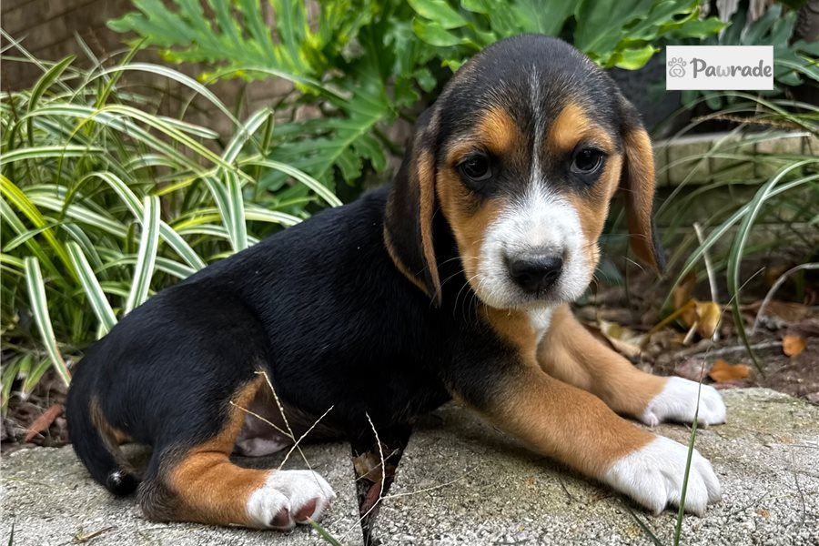 Flynn, male Beagle puppy for sale