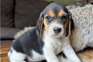 Fern - Beagle for sale