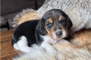 Forrest - Beagle for sale