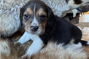Matthew - Beagle for sale