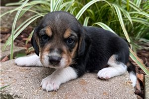Forrest - puppy for sale