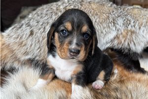 Fauna - puppy for sale