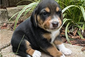 Fudge - Beagle for sale