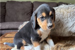 Fauna - Beagle for sale